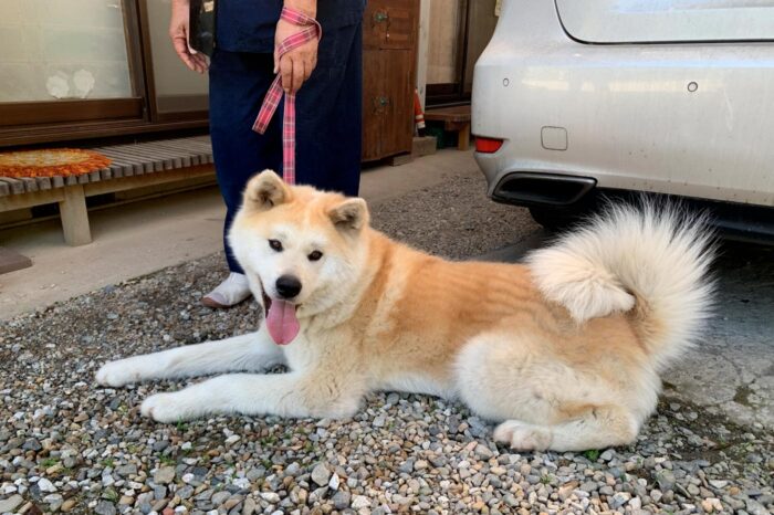 Esta encantadora perrita akita-inu era la mascota del templo