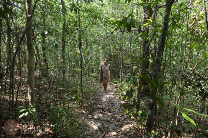 Sendero en la jungla para ir a ver las playas