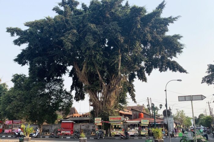 Gigantesco árbol baniano en las inmediaciones del palacio del sultán