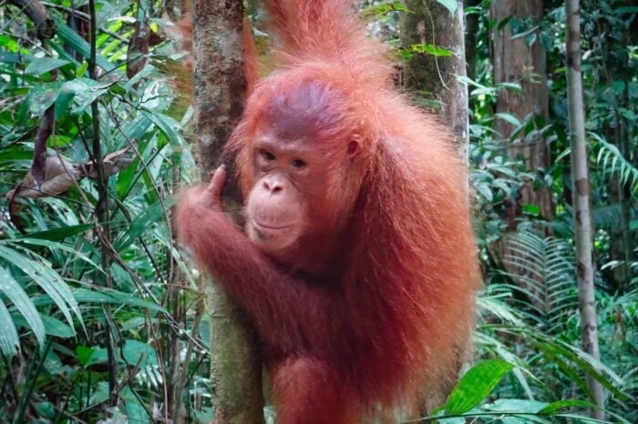 borneo 01