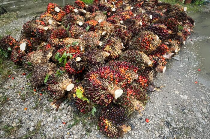 borneo 04