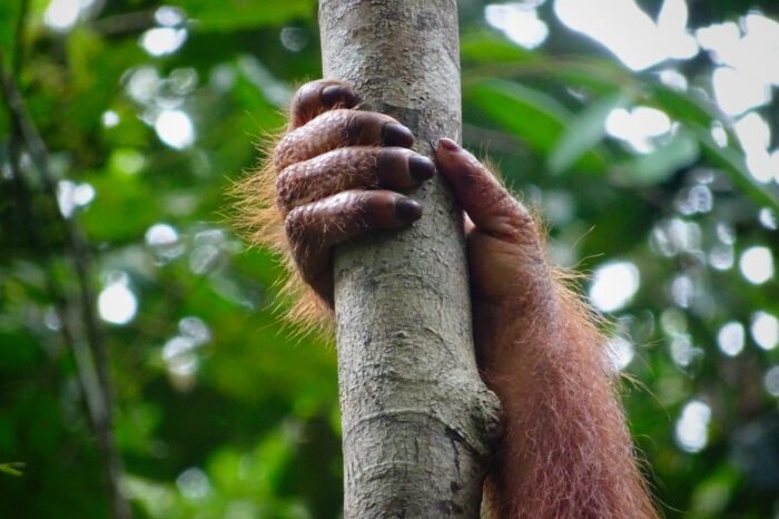 borneo 05