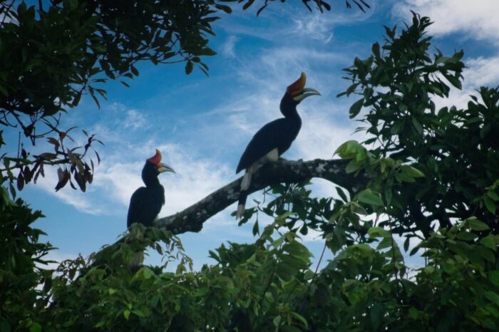 borneo 25