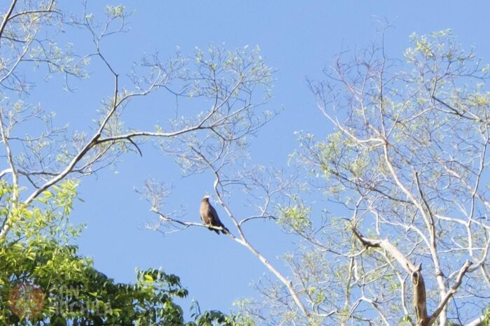 Una águila