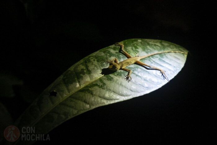 Un lagarto