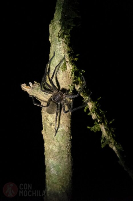 Una araña