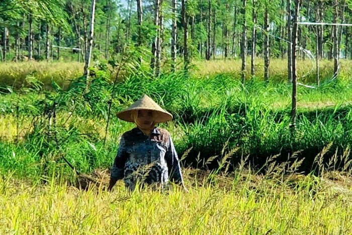lombok arrozales