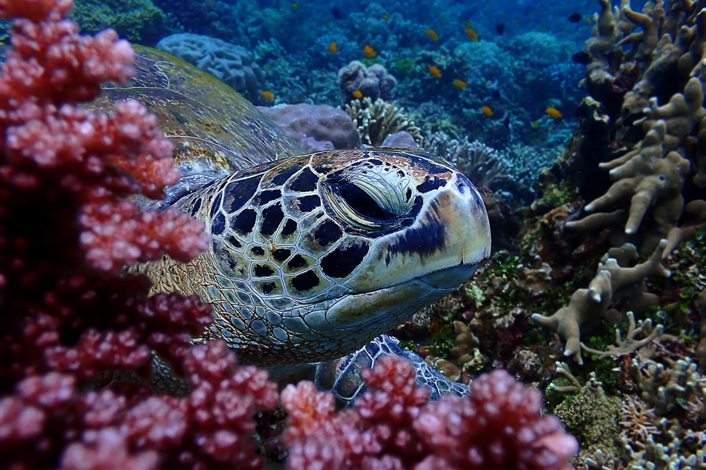 Buceo en Dauin