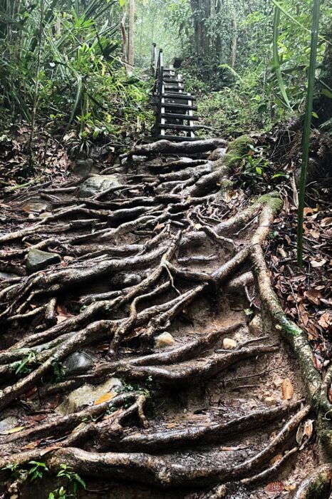 El rabioso poder de la naturaleza, sus árboles y sus raíces en uno de los trekkings que me hice en el estado de Sarawak.