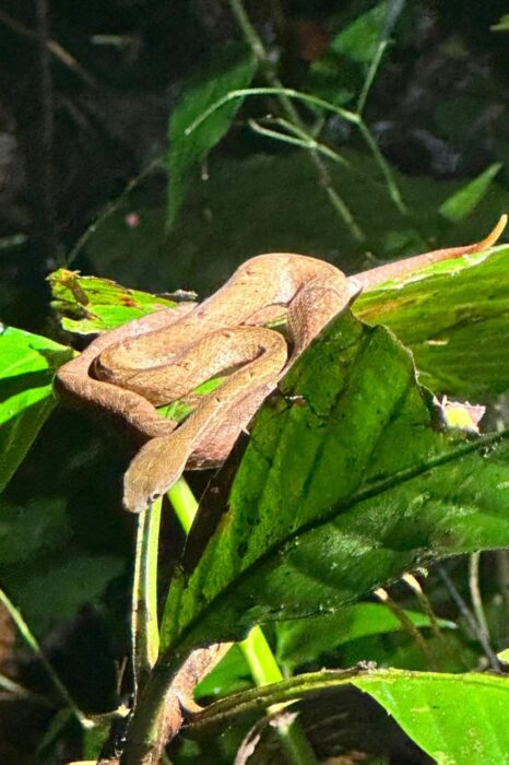 Pequeña y bellísima serpiente en un paseo nocturno por la selva.