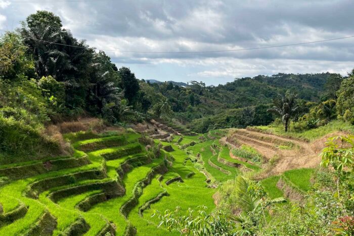 Arrozales Indonesia