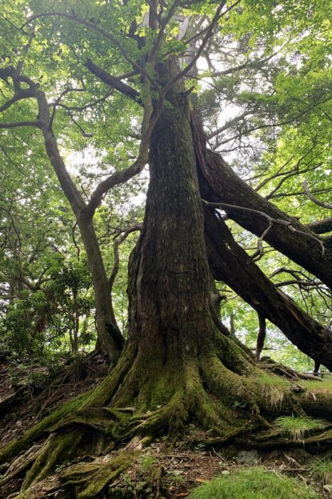 El paisaje que te rodea en el camino hacia el Oku no Miya es digno de una película de Hayao Miyazaki