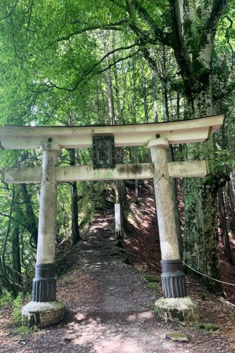 Los portales torii te van marcando el camino hasta el Oku no Miya