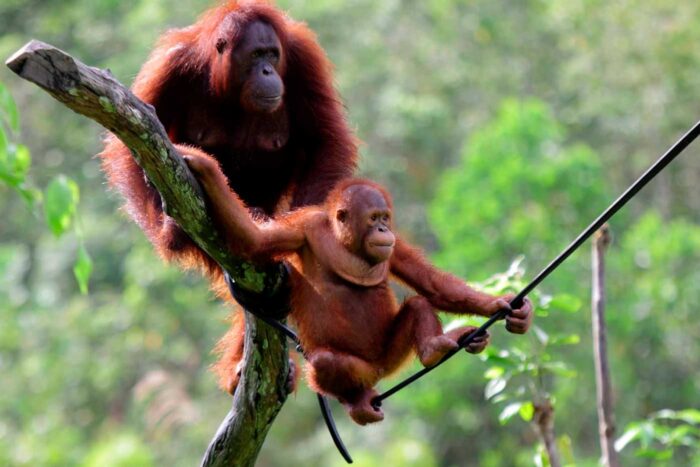 kalimantan