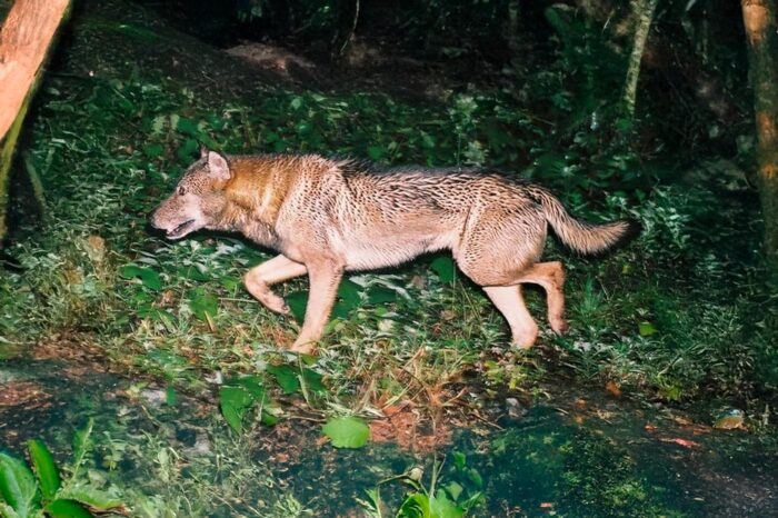 Fotografía de un supuesto lobo japonés, avistado en 1996 (tomada por Hiroshi Yagi)