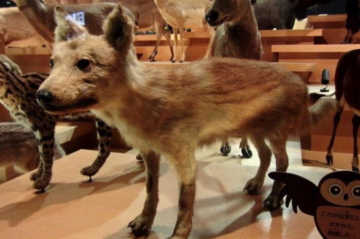 Ejemplar disecado de lobo japonés