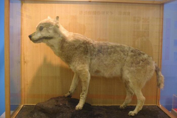 Ejemplar de lobo japonés disecado de manera bastante cochambrosa; da pena verlo al pobre