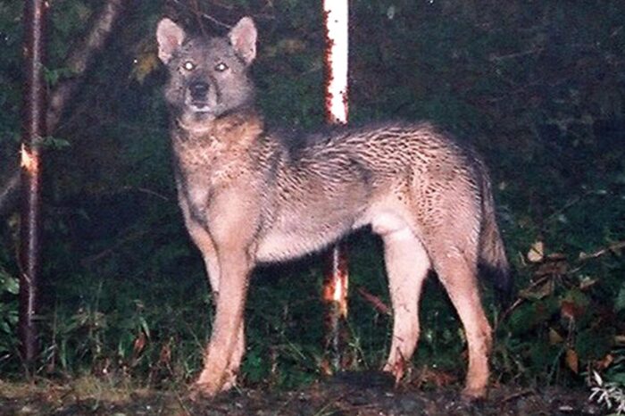 Una de las fotografías que Hiroshi Yagi sacó en 1996 a ese supuesto lobo
