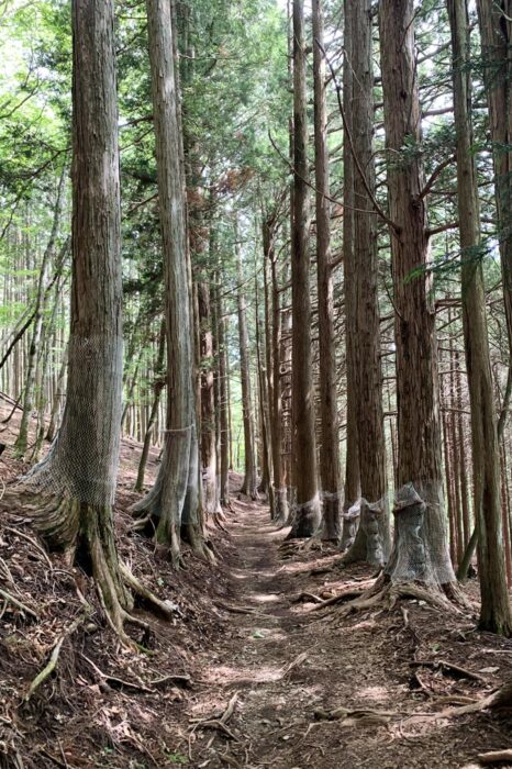 Sendero que lleva hasta el Oku no Miya, la parte interior del santuario de Mitsumine Jinja, en Chichibu, donde se dice que se han dado los avistamientos de lobos más recientes