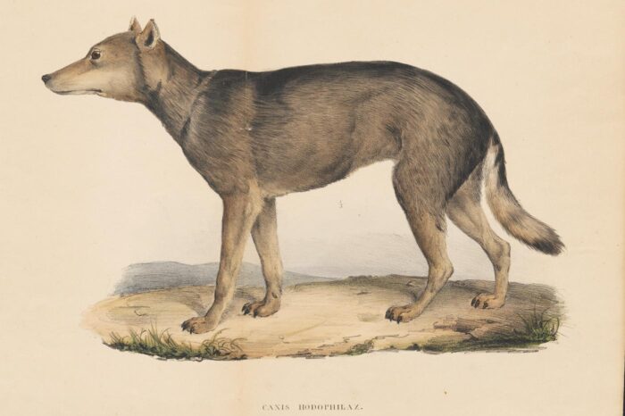 Grabado del naturalista alemán Philipp von Siebold, representando un ejemplar de lobo japonés (s. XIX)