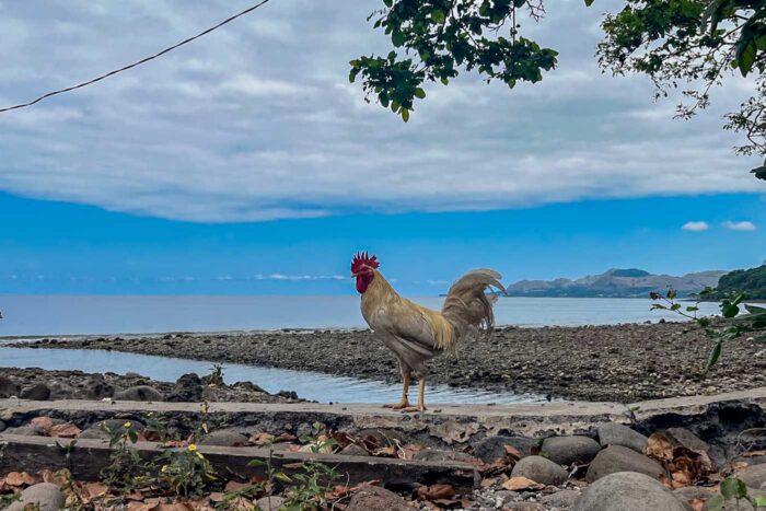 pollo flores