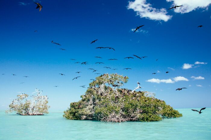 Aves fragatas en el Parque Natural Siaan Kaan, cerca de Punta Allen