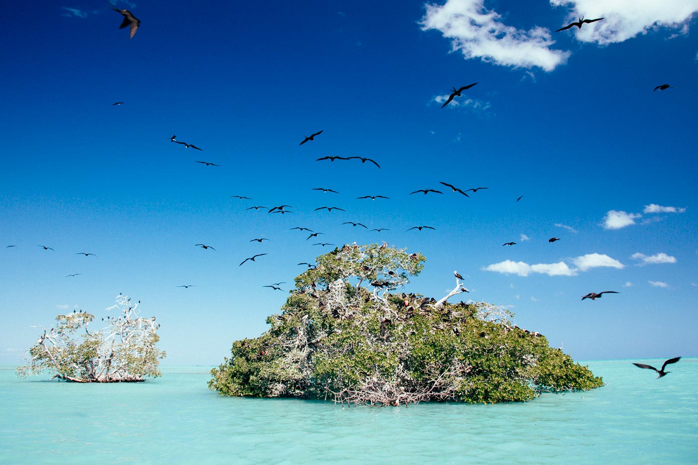 Frigate birds in Siaan Kaan Natural Park, near Punta Allen