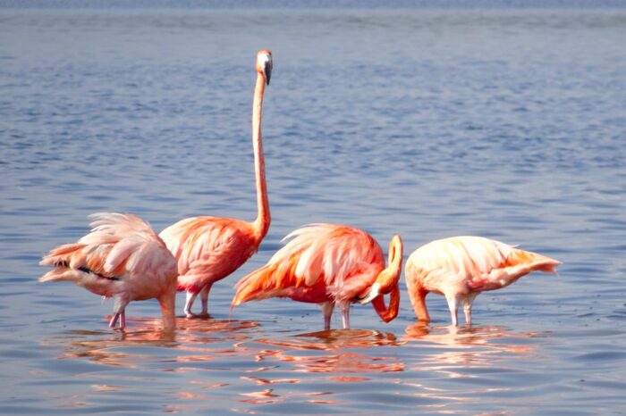 Flamencos en Río Lagartos