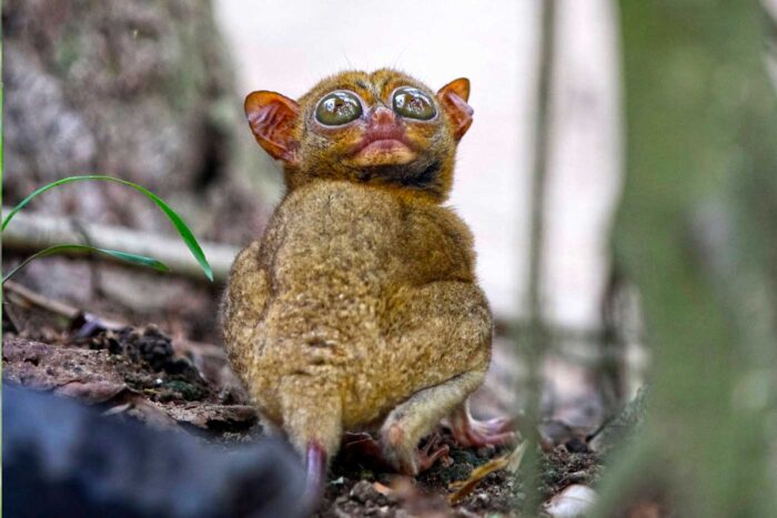 Tarsero en Tangkoko Indonesia