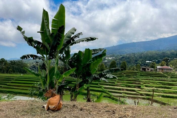 Aldea Flores Indonesia