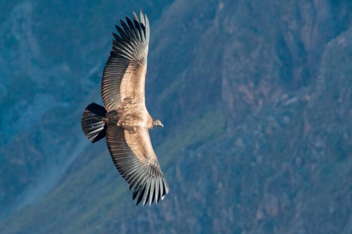 El vuelo del cóndor, el animal sagrado de los incas, es el gran atractivo del Cañón del Colca.