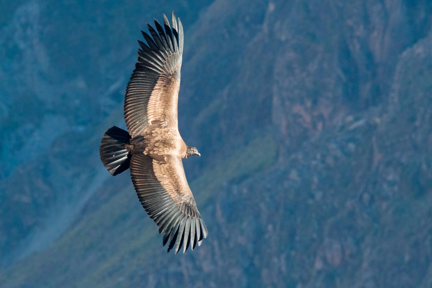 El vuelo del cóndor, el animal sagrado de los incas, es el gran atractivo del Cañón del Colca.