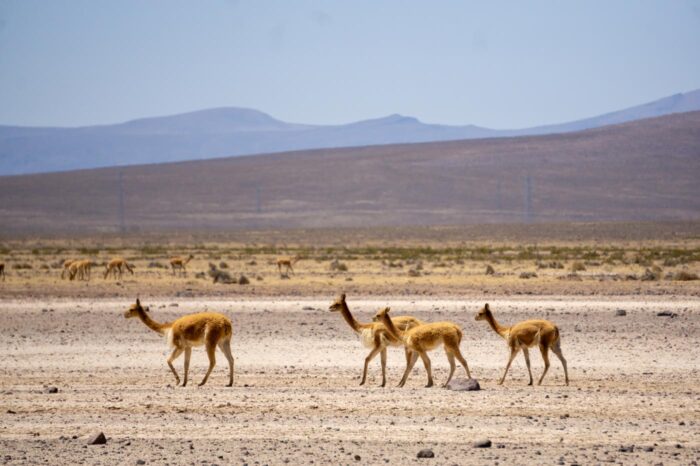Una manada de vicuñas, de la familia de las llamas, pasando en la Reserva Nacional de Salinas y Aguada Blanca.