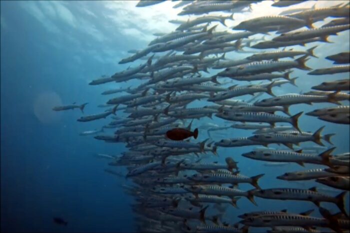 
Las barracudas, tienen una silueta que les hace capaces de nadar a más de 35 km/h, unas cazadoras implacables del océano.