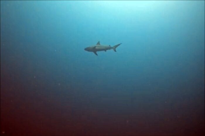En Sipadan, se han registrado alrededor de 12 especies de tiburones.
