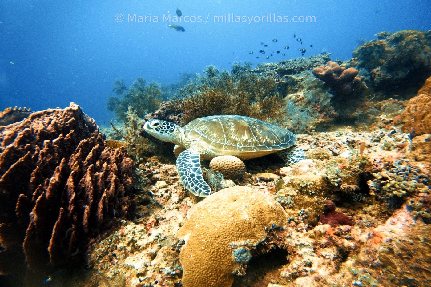 sipadan.mmv 2