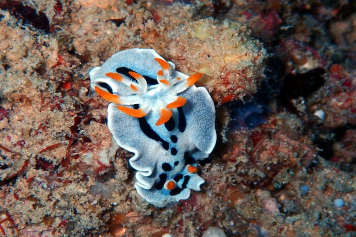 sipadan.mmv 3