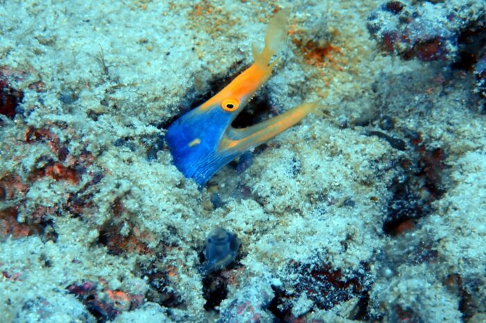 En las oscuras grietas del arrecife, la morena cinta nos enseña sus afilados dientes, como una advertencia silenciosa de su naturaleza.