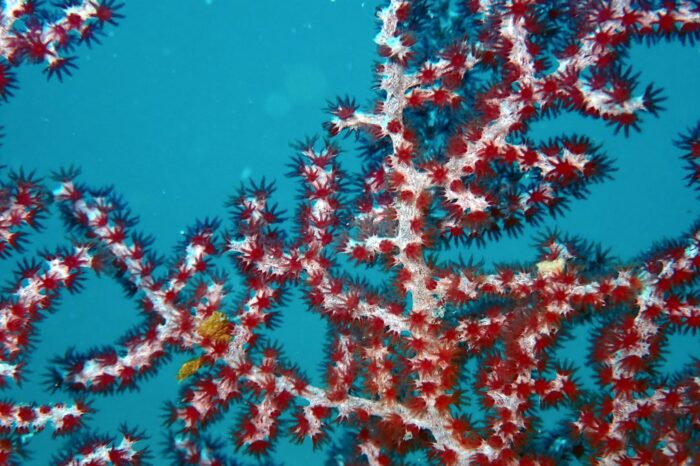Las Micro-Flores del Océano; En cada rincón de este microcosmos oceánico, la vida nos recuerda la grandeza de los detalles. 