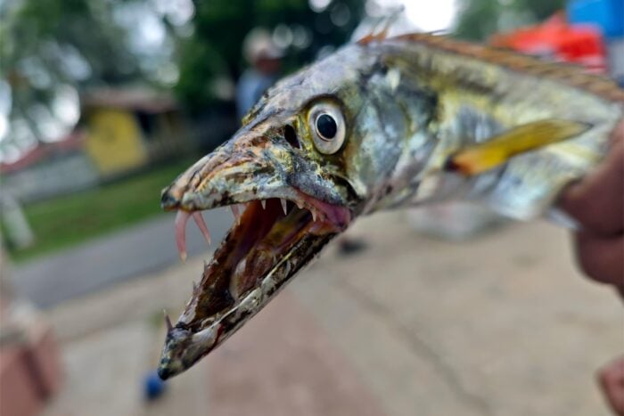 Criaturas extrañas del Mar de Melaka