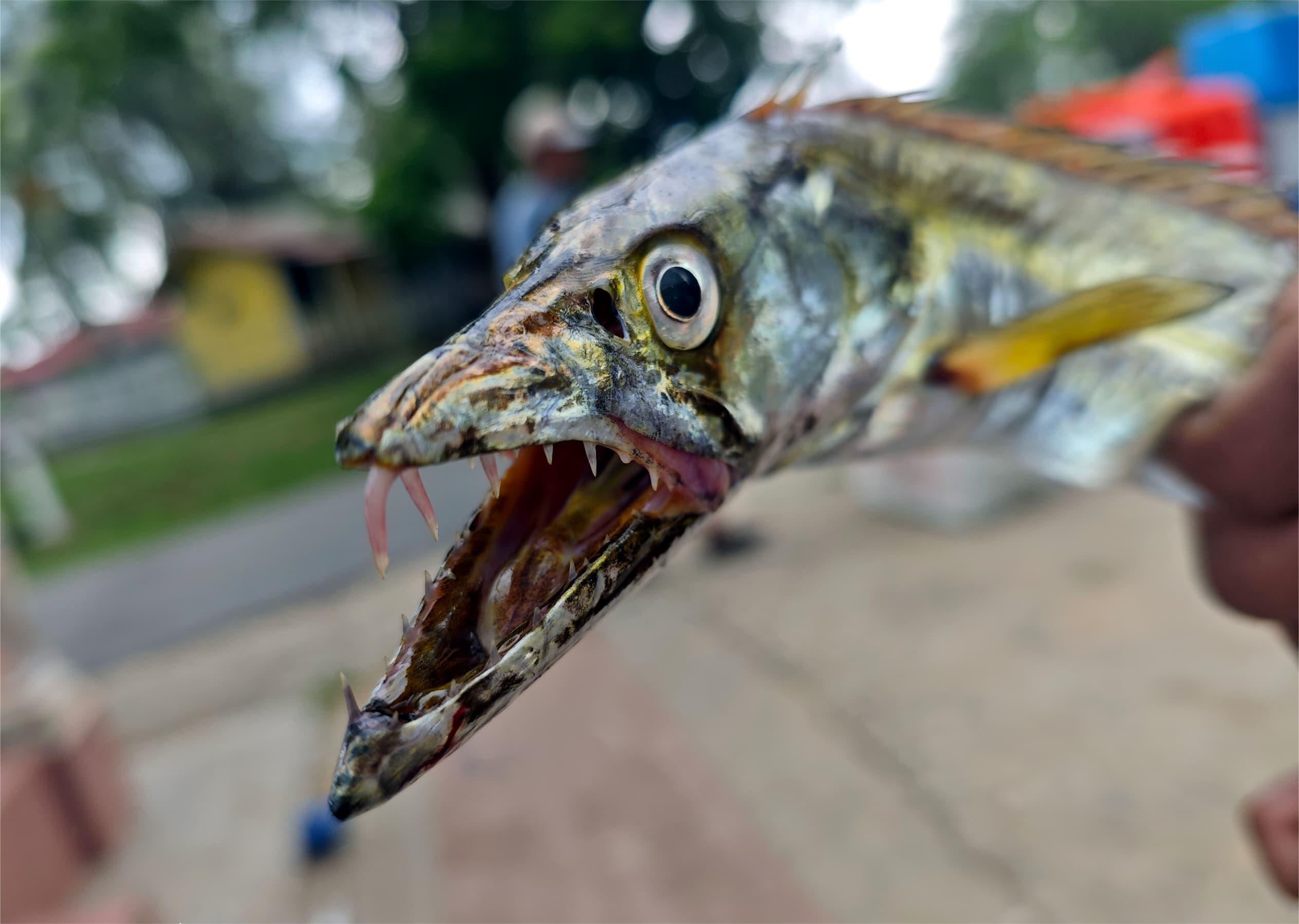 Criaturas extrañas del Mar de Melaka