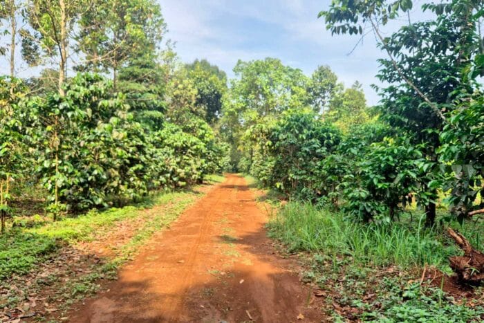 camino paksong
