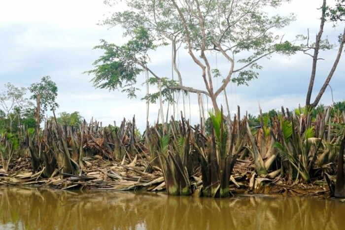 destruccion manglar maria marcos