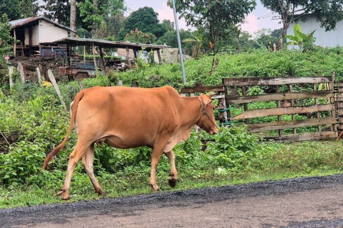 Laos rural