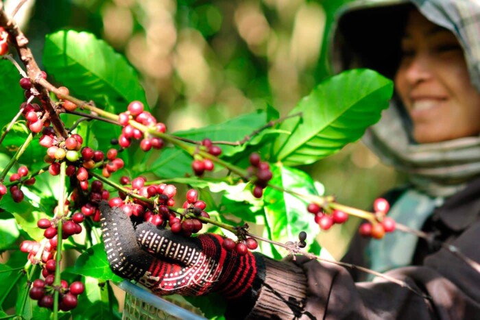Plantaciones de café
