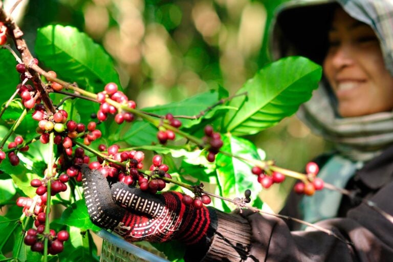 Plantaciones de café