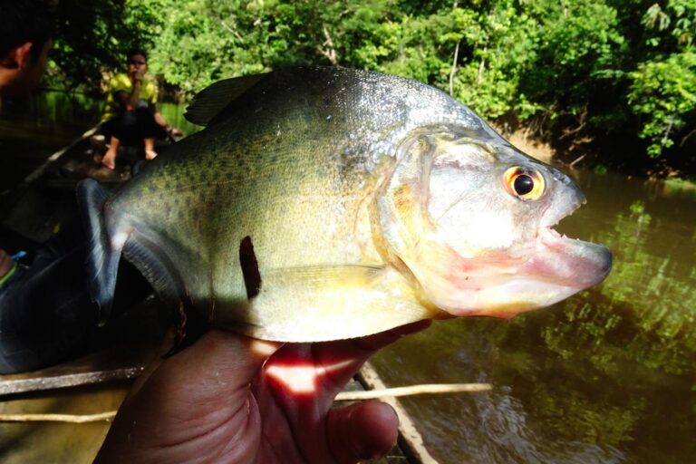 Piraña del Amazonas