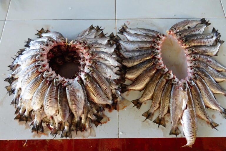 Se come todo tipo de pescados del río, la carne del cocodrilo, las frutas de la selva