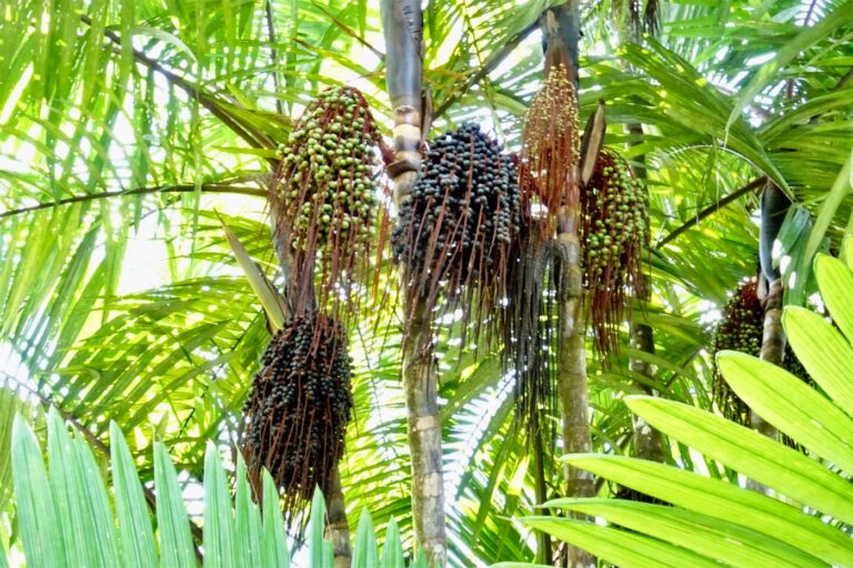 La selva te lo da todo para vivir: carne, pescado, frutas, agua y de vez en cuando algunos sustos.