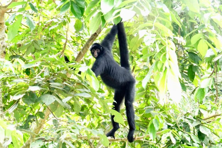 Curiosamente en la selva colombiana mis amigos no cazaban monos para comer, sí aves y otros animales.